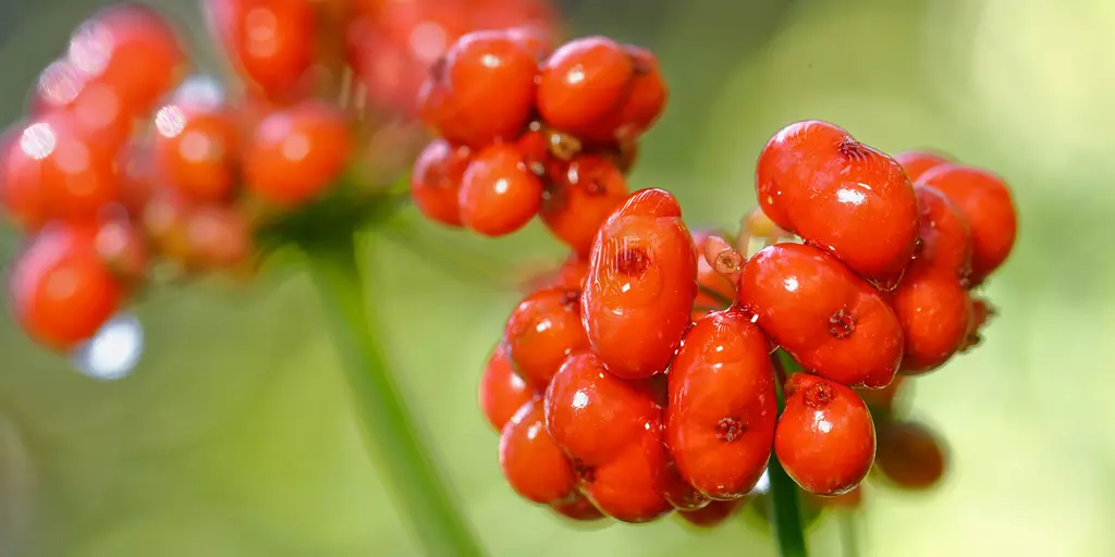 Detail-Ansicht von Ginseng-Früchten