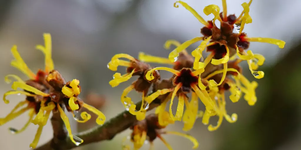 Detail-Ansicht von Hamamelis-Blüten
