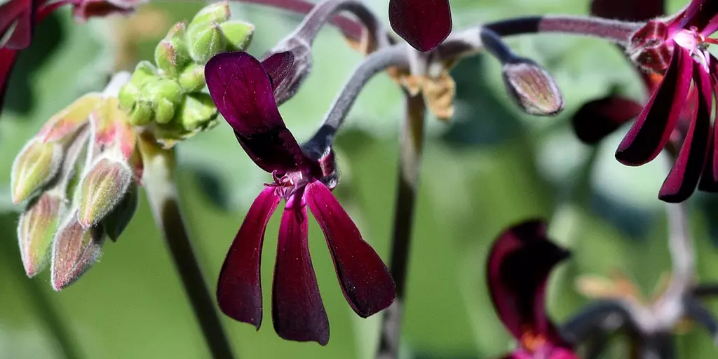 Detail-Ansicht von Pelargonium-Blüten