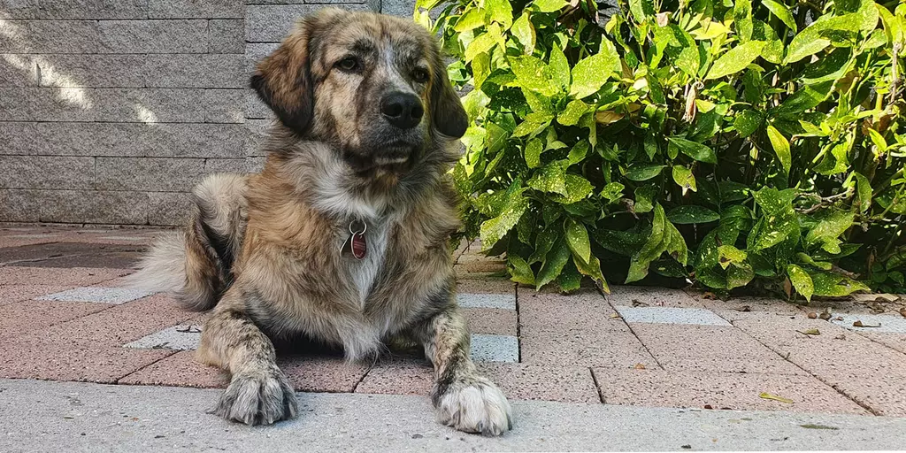 Ein Hund liegt entspannt auf einer Terrasse