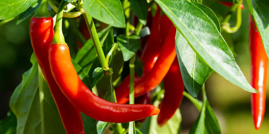 Detail-Ansicht von Capsicum-Schoten
