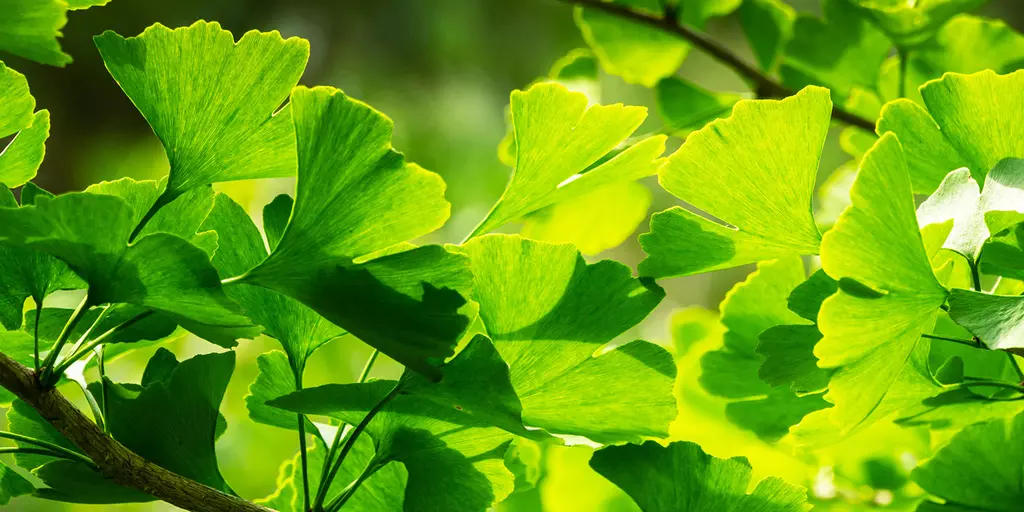 Detail-Ansicht von Ginkgo-Blättern