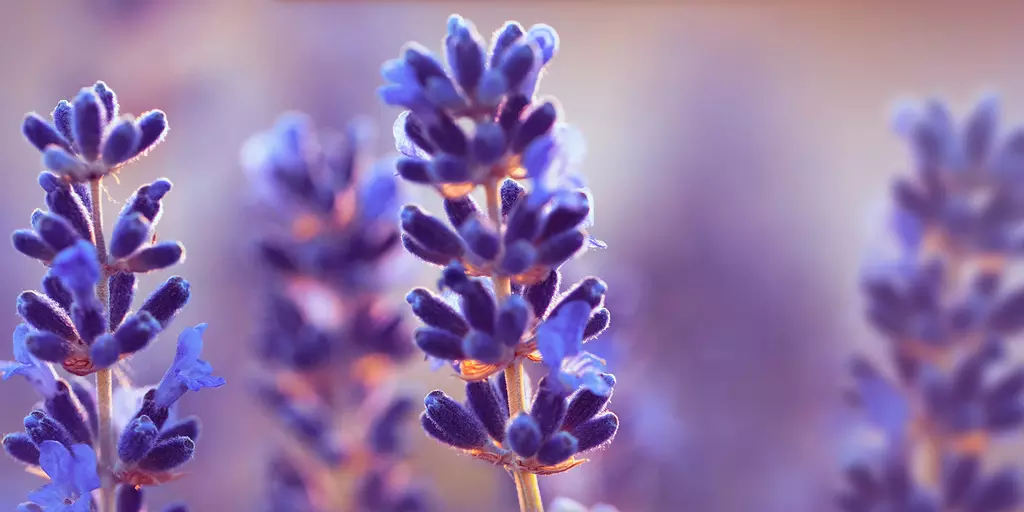 Detail-Ansicht von Lavendel-Blüten