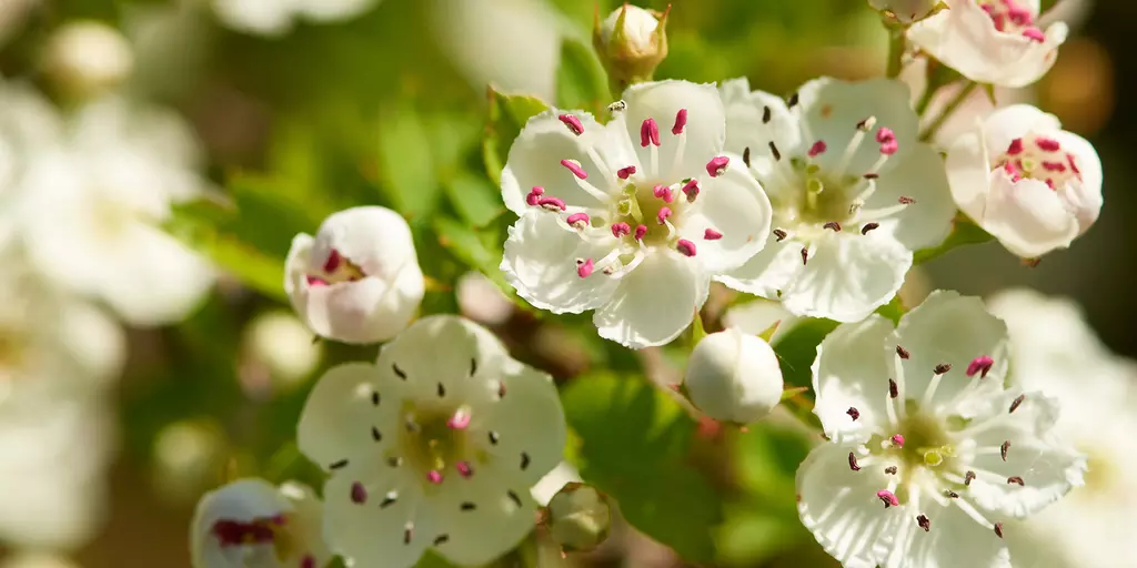 Detail-Ansicht von Crataegus-Blüten Detail-Ansicht von Knoblauch-Knollen