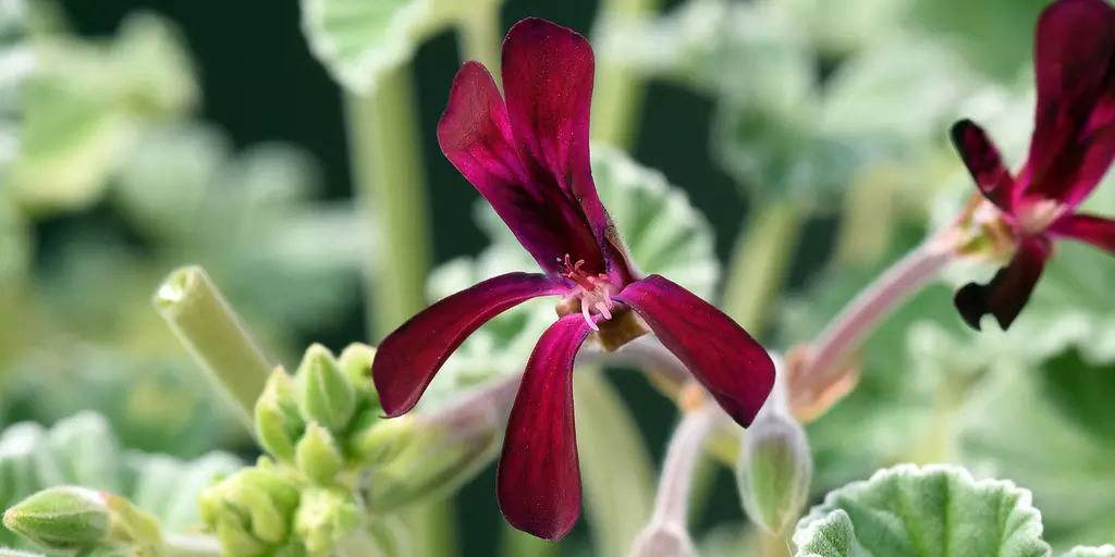 Detail-Ansicht von Pelargonium-Blüten