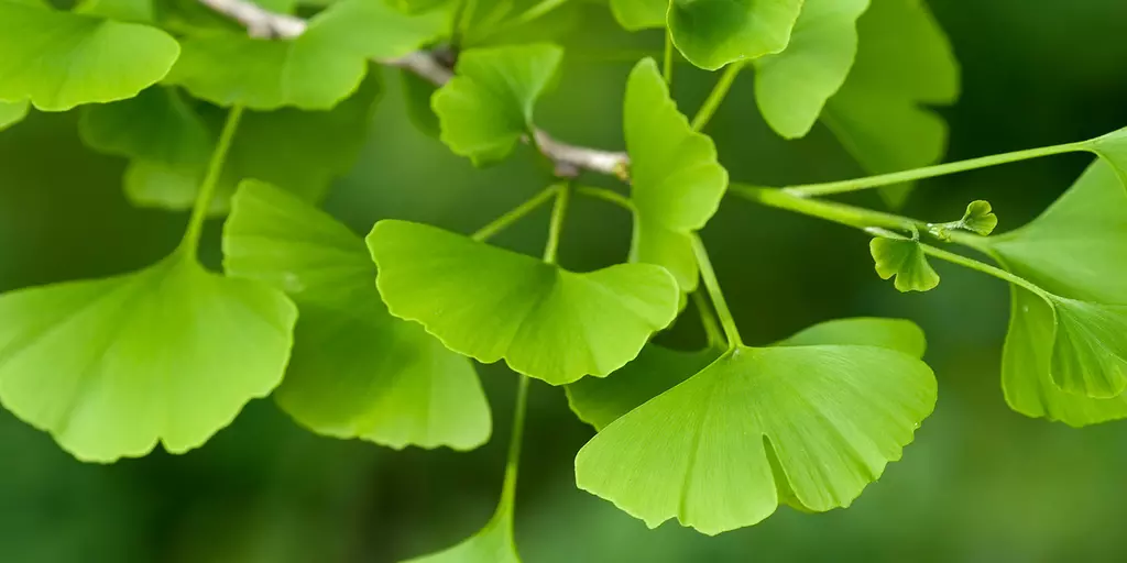 Detail-Ansicht von Ginkgo-Blättern