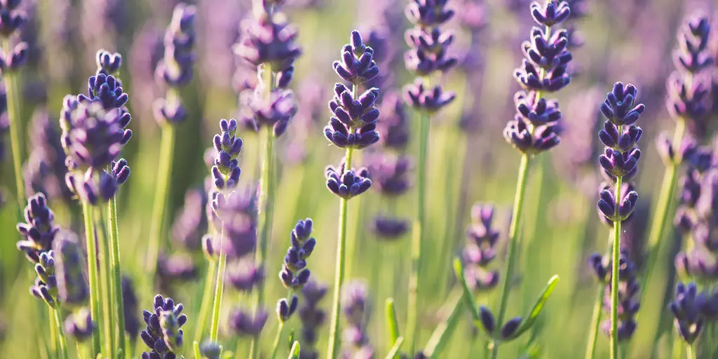 Detail-Ansicht von Lavendel-Blüten