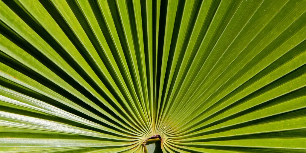 Detail-Ansicht eines Sabal-Blattes