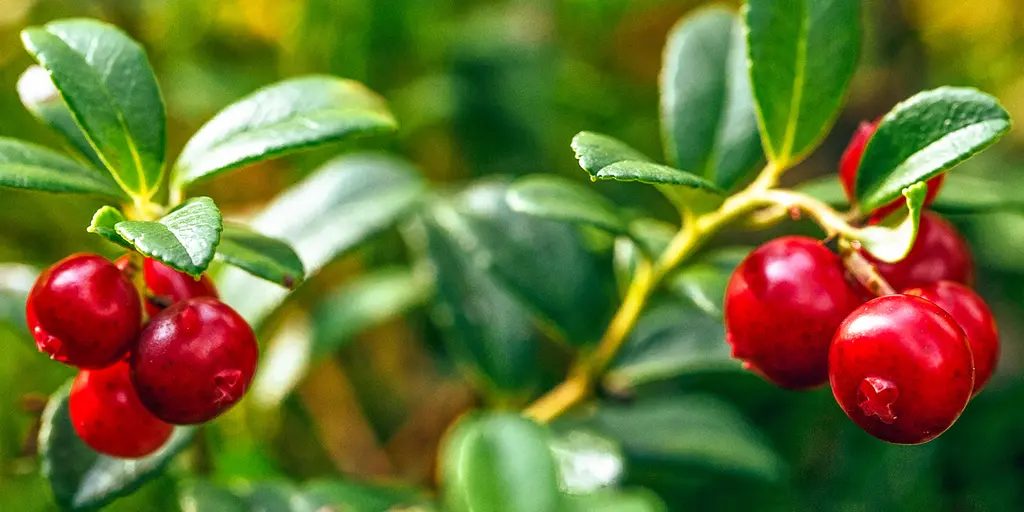 Detail-Ansicht von einem Cranberry-Strauch