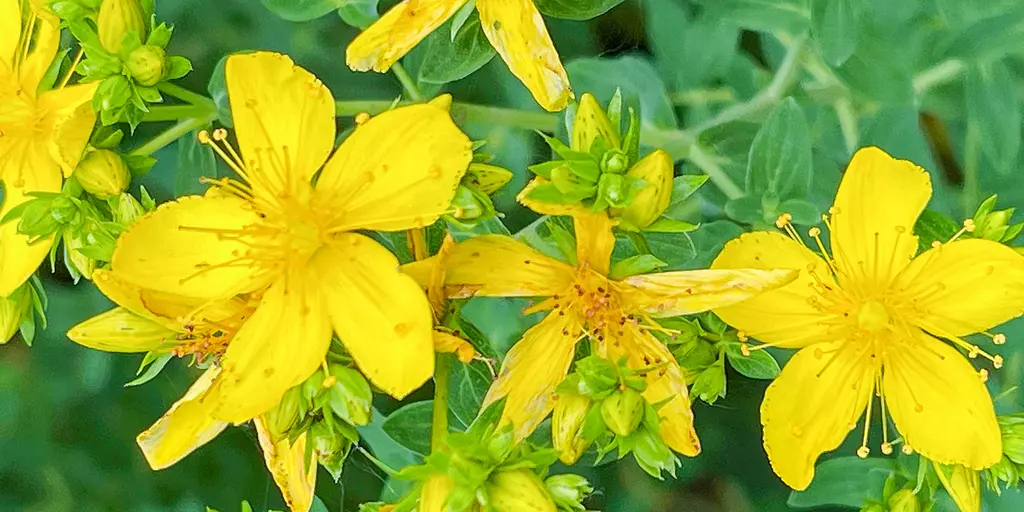 Detail-Ansicht von Johanniskraut-Blüten
