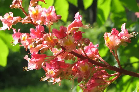 Ast eines Kastanienbaums mit roten Blüten