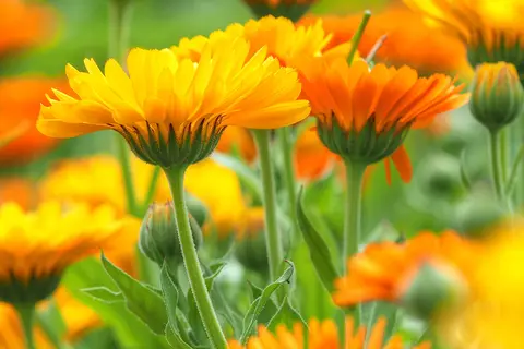 Detailaufnahme von Calendula Pflanzen