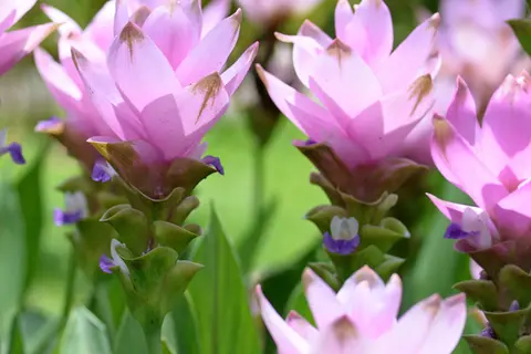 Detailaufnahme von Curcuma-Blüten