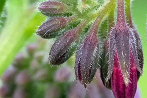 Detail-Ansicht von Beinwell-Blüten
