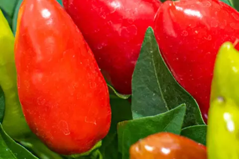 Detail-Ansicht von Capsicum-Schoten