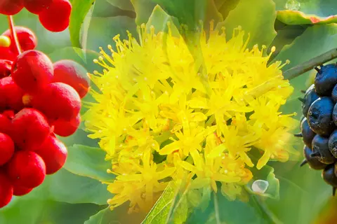 Detail-Ansicht von Blüten oder Früchten mehrerer Heilpflanzen