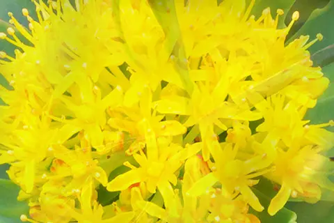 Detail-Ansicht der Blüte einer Heilpflanze
