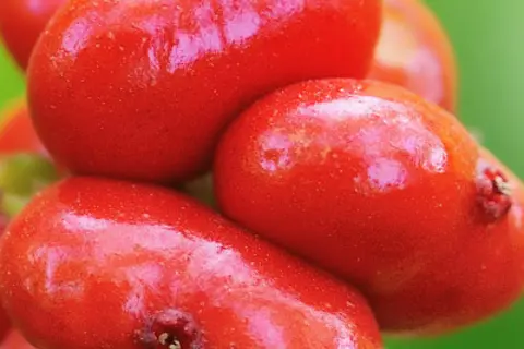 Detail-Ansicht von Ginseng-Früchten
