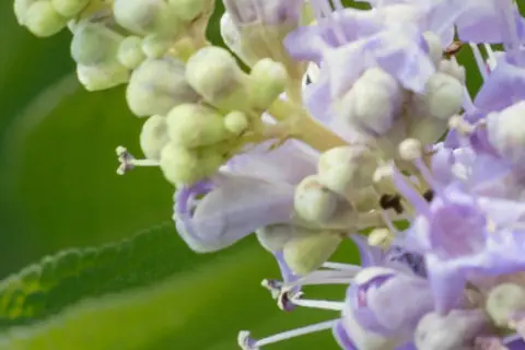 Detail-Ansicht von Mönchspfeffer-Blüten
