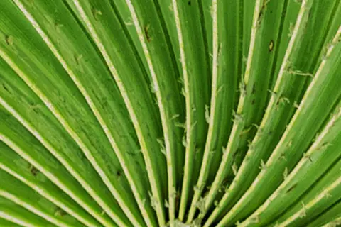 Detail-Ansicht eines Sabal-Blattes