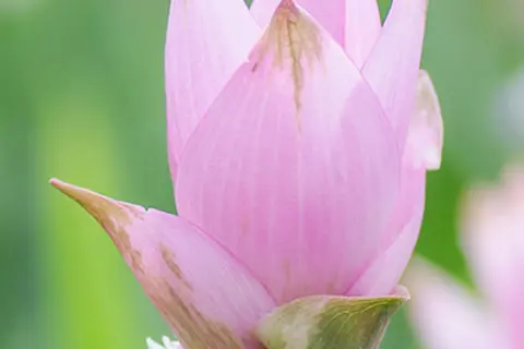 Detail-Ansicht von Curcuma-Blüten