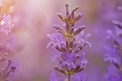 Detail-Ansicht von Lavendel-Blüten