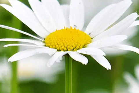 Detail-Ansicht von Kamillenblüten