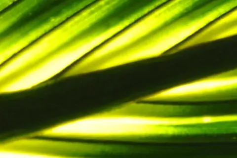 Detail-Ansicht eines Sabal-Blattes