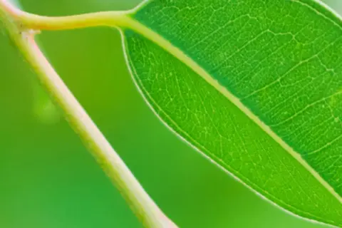 Detail-Ansicht von Eucalyptus-Blättern