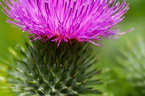 Detail-Ansicht einer Mariendistel-Blüte