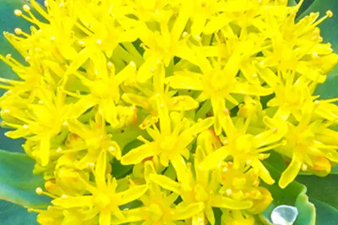 Detail-Ansicht von Rhodiola-Blüten