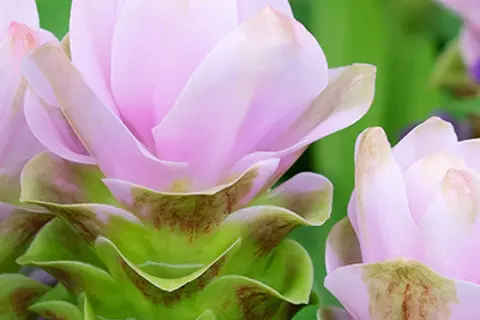 Detail-Ansicht von Curcuma-Blüten