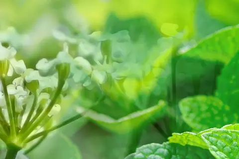Bildkomposition aus Detailaufnahmen von Kümmelblüten und Pfefferminzblättern