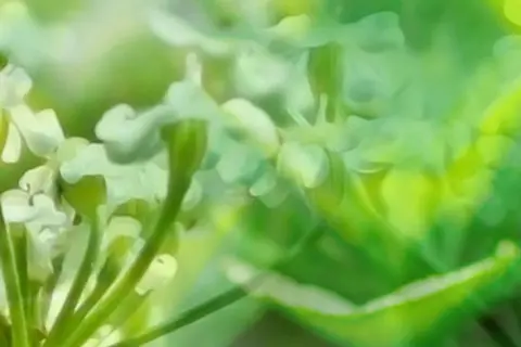 Bildkomposition aus Detailaufnahmen von Kümmelblüten und Pfefferminzblättern