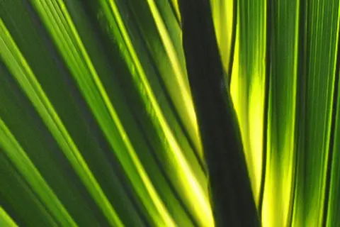 Detail-Ansicht eines Sabal-Blattes