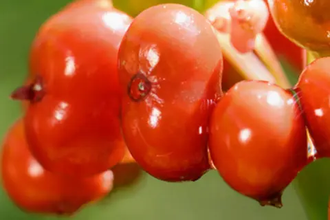 Detail-Ansicht von Ginseng-Beeren
