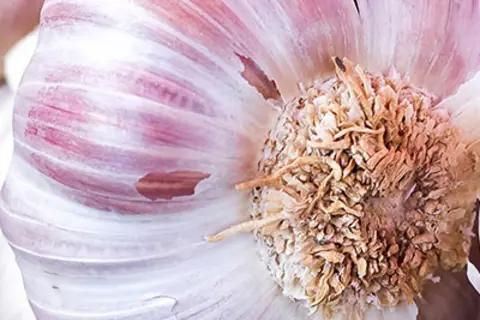 Detail-Ansicht von Knoblauch-Knollen