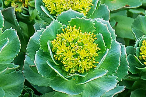 Detail-Ansicht von Rhodiola-Blüten