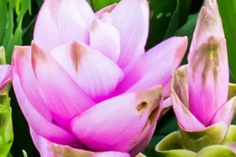 Detail-Ansicht von Curcuma-Blüten