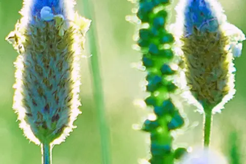 Detail-Ansicht von Psyllium-Blüten