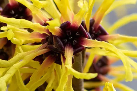 Detail-Ansicht von Hamamelis-Blüten