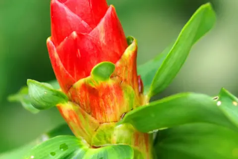 Detail-Ansicht von Ingwer-Blüten