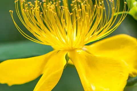 Detail-Ansicht einer Johanniskraut-Blüte