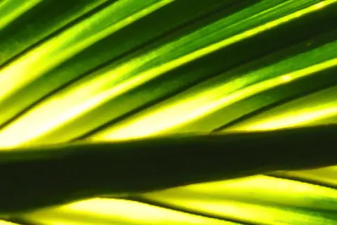Detail-Ansicht eines Sabal-Blattes