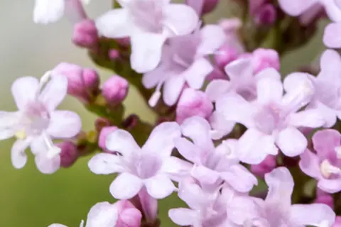 Detail-Ansicht von Baldrian-Blüten