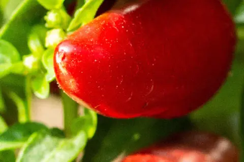 Detail-Ansicht Capsicum Früchte und Blätter