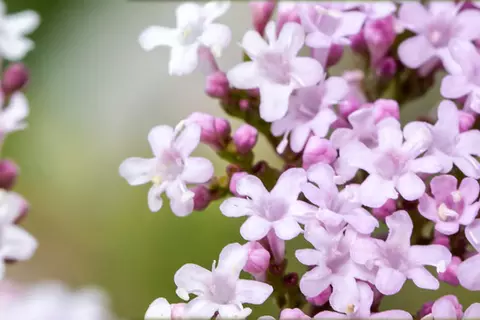 Detail-Ansicht von Baldrian-Blüten
