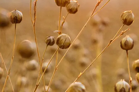 Detail-Ansicht von einem Leinsamen-Feld