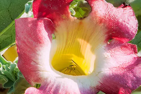 Detail-Ansicht einer Teufelskralle-Blüte