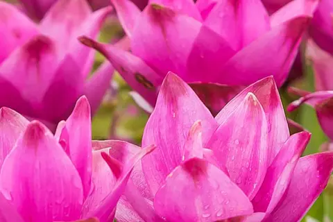 Detail-Ansicht eines blühenden Curcuma-Feldes